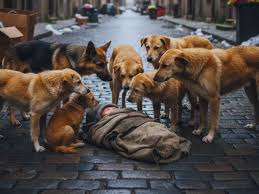 West Bengal Newborn Survival: Stray Dogs Save Baby Left Outside Public Toilet